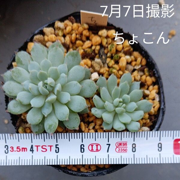 ミックスベリア ちょこん2苗セット多肉植物