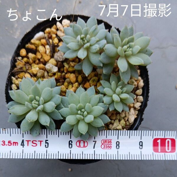 ミックスベリア ちょこんセット(抜き苗)多肉植物