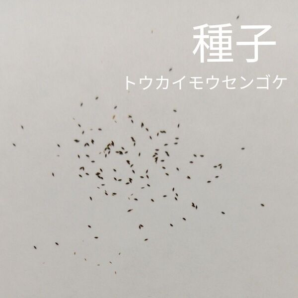 食虫植物 トウカイモウセンゴケの種子(50粒以上)