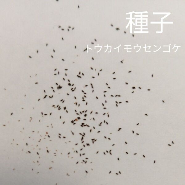 食虫植物 トウカイモウセンゴケの種子(80粒以上)