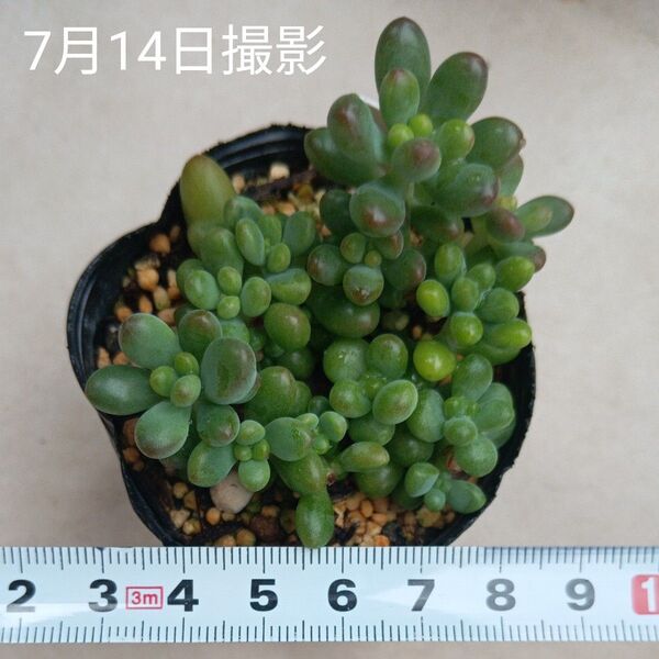 ルビーティント葉挿し苗セット(抜き苗)多肉植物