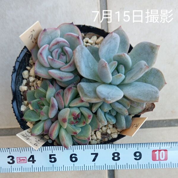 エケベリア葉挿しセットc(抜き苗)多肉植物
