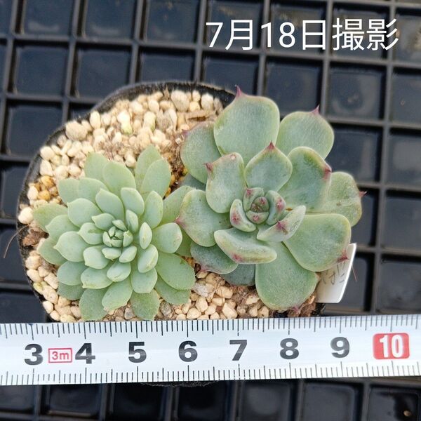 エケベリア 小苗2種セット(抜き苗)多肉植物