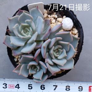エケベリア キスミー3苗セット(抜き苗)多肉植物