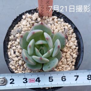 ミックスベリア ストロベリーミルククラウン1苗(抜き苗)多肉植物