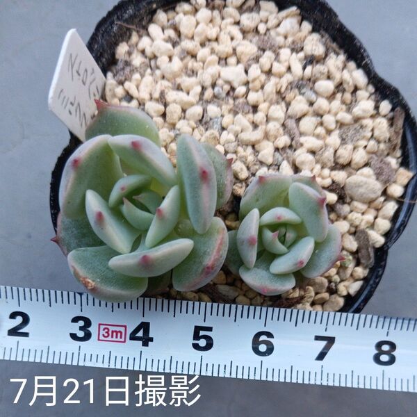 ストロベリーミルククラウン 2苗セット(抜き苗、小苗)多肉植物