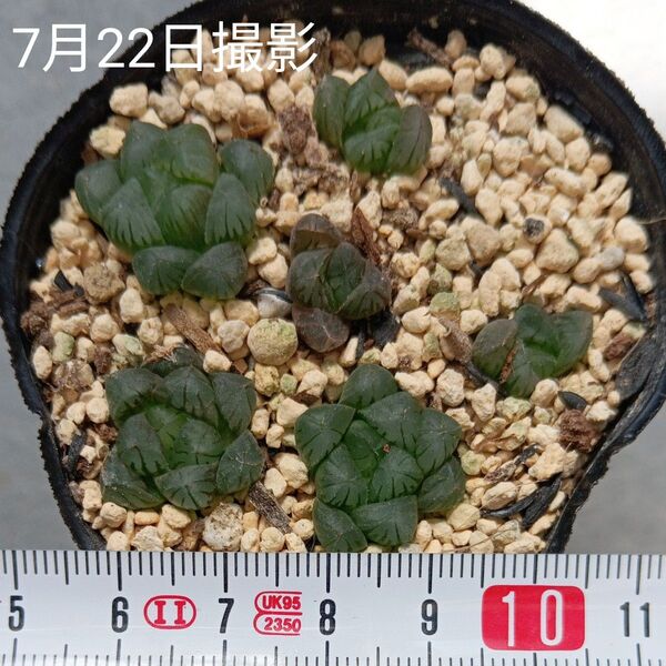 ハオルチア オブツーサ小苗セット(抜き苗)多肉植物