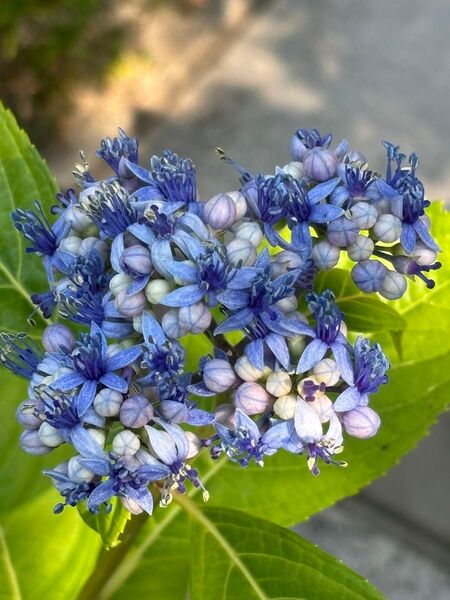碧の瞳 アジサイ 花終わり。実ができています。とても生育旺盛で、丈夫です。2本の花茎をカットして,来年用に育苗して下さい。