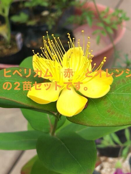ヒペリカム 赤色 オレンジ。2苗セットセットです。とても丈夫で育てやすい。です。花も実も楽しめます。