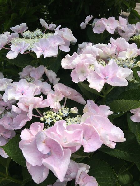 優しいピンク フリルみたいなアジサイ 挿し穂,2本 花付きがとてもいいです。根はありません。