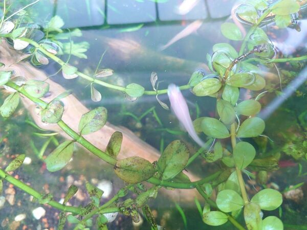 メダカの水草【ロタラ】カット枝を10本◆他の水草もオマケします◆日の当たらない郵便受けで受け取れる方◆即日〜翌日にネコポス発送