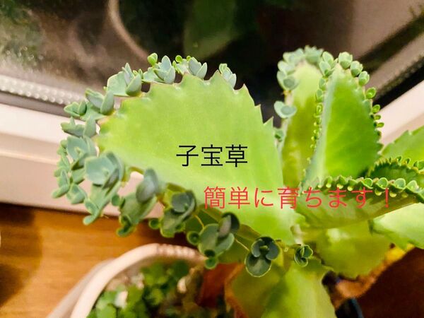 子宝草 妊娠のお守りに 子株 抜き苗 プライバシー発送