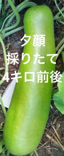 野菜 初物 夕顔 採りたて 新鮮 農薬不使用 4キロ前後