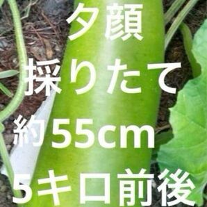 野菜 初物 夕顔 採りたて 新鮮 農薬不使用 約55cm 5キロ前後