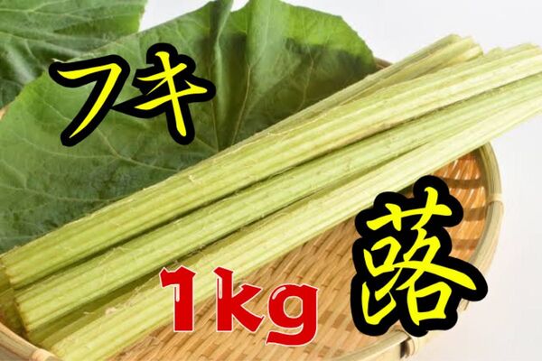 フキ 1kg 採れたて 新鮮