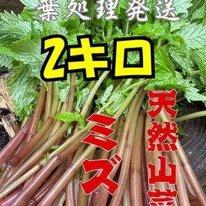 天然ミズ 2キロ 朝採り発送
