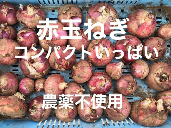 赤玉ねぎ(新玉ねぎ) 宅急便コンパクトいっぱい 5〜6個程 農薬不使用