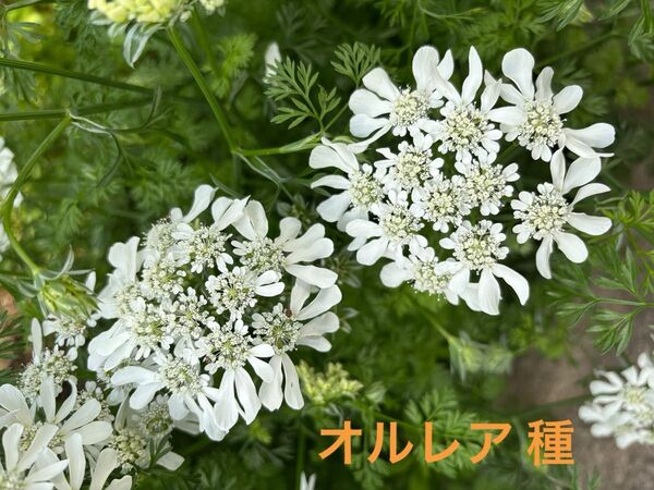 オルレア種 約5g (200粒以上)