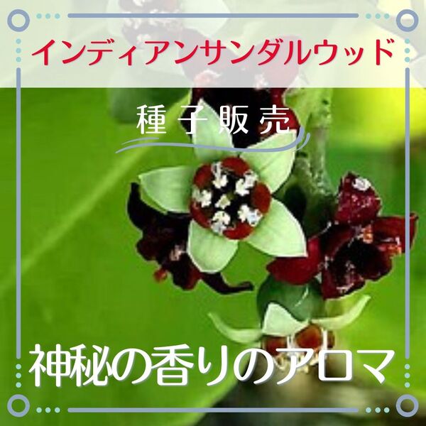 追跡番号付【種子販売】香木インディアンサンダルウッド*種子5粒