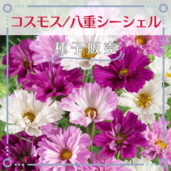 追跡番号付【種子販売】コスモス/シーシェル八重*種子20粒