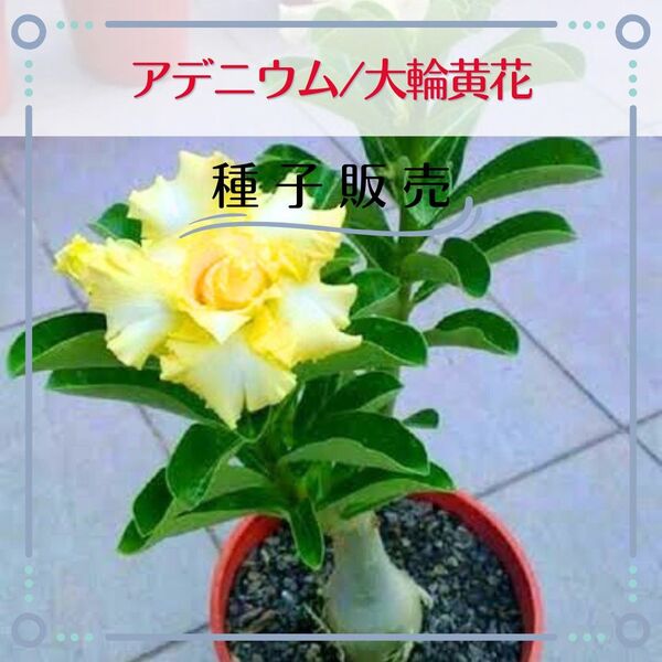 追跡番号付【種子販売】アデニウム/大輪黄花*種子2粒