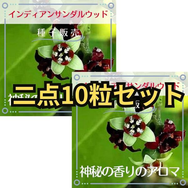 追跡番号付【種子販売】香木インディアンサンダルウッド*種子10粒