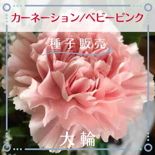 追跡番号付【種子販売】カーネーション/大輪ベビーピンク*種子20粒