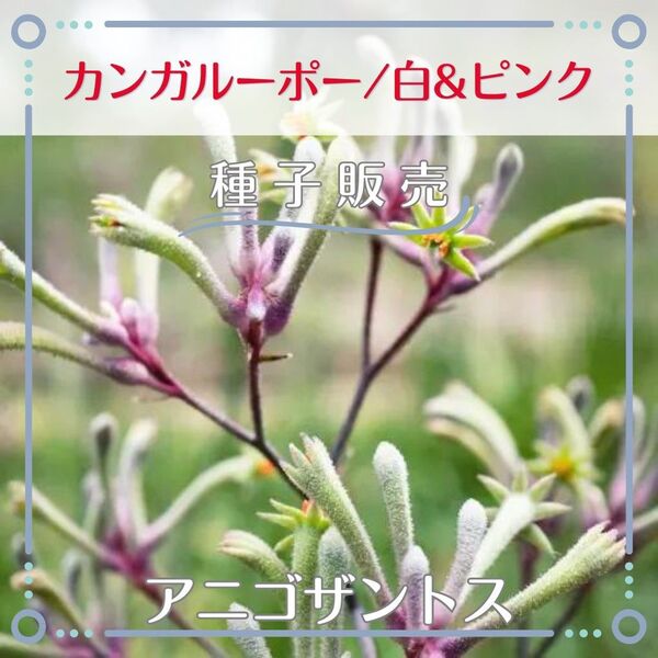 追跡番号付【種子販売】カンガルーポー/白&ピンク*種子12粒