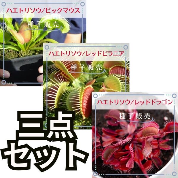 追跡番号付【種子販売】ハエトリソウ/レッドドラゴン&レッドピラニア&ビッグマウス *個別包装*種子各10粒(計30粒)