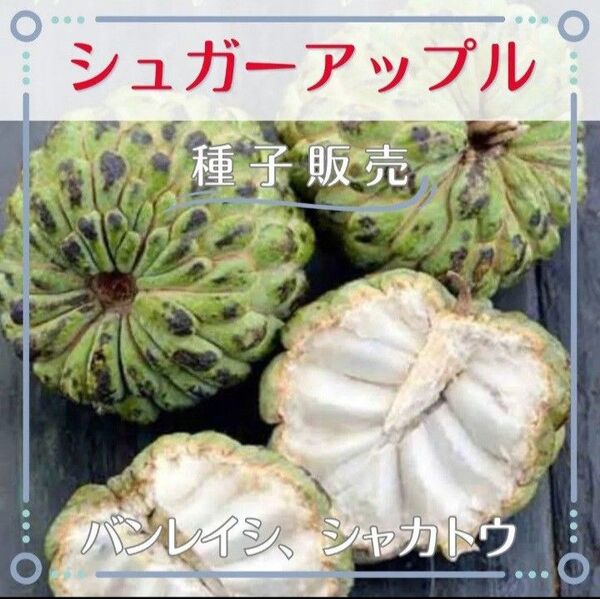 追跡番号付【種子販売】シュガーアップル*種子5粒