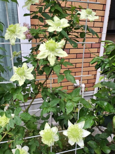 クレマチス 白万重 挿し穂