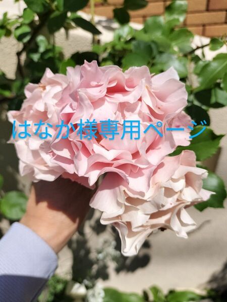四季咲きバラ バラ挿し木苗