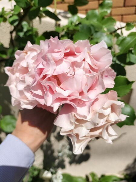 四季咲き バラ挿し木苗