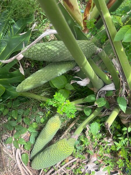 幻の果物モンステラの果実 2本