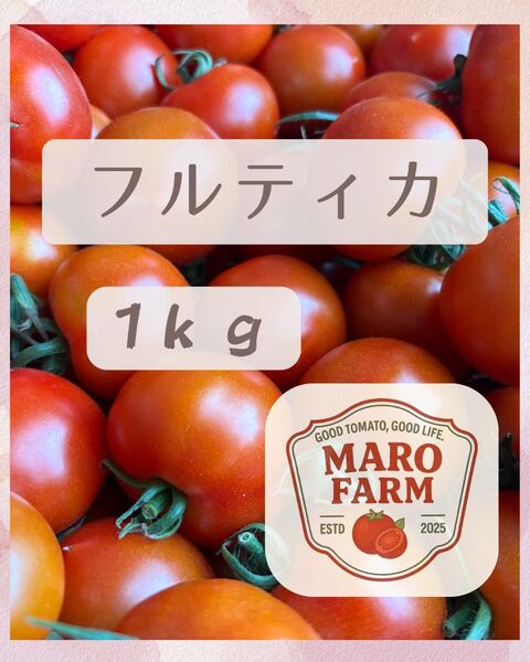 千葉県産 フルティカ 中玉トマト 1キロ