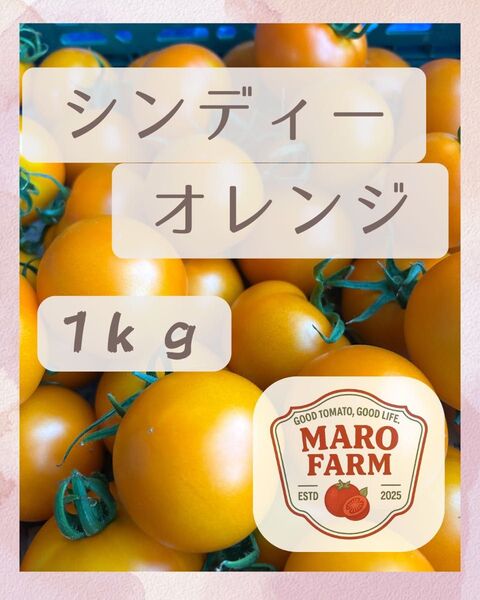千葉県産 シンディーオレンジ 中玉トマト 1キロ