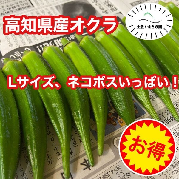 高知県産オクラ 新鮮おくら 即購入OK 産地直送 野菜lネコtmjag