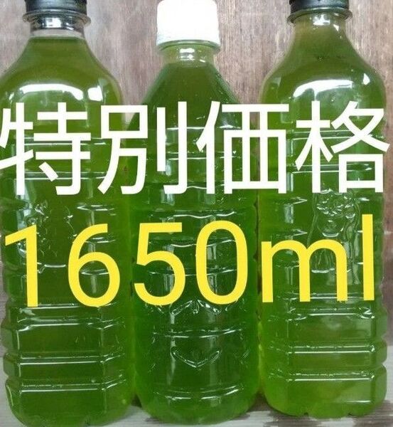 安心安全な天然 グリーンウォーター(青水、種水) 1650ml。ペットボトル発送。金魚・ メダカ ゾウリムシ ミジンコ めだか