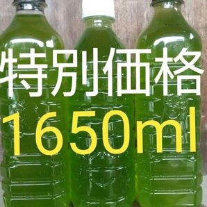安心安全な天然 グリーンウォーター(青水、種水) 1650ml。ペットボトル発送。金魚・ メダカ ゾウリムシ ミジンコ めだか