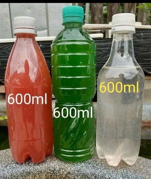 PSB(光合成細菌)600ml & グリーンウォーター(青水、種水)600ml & 魚のエサ 600ml。ゾウリムシ ミジンコ 。