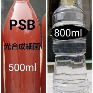 魚のエサ 800ml & PSB(光合成細菌) 500ml。ゾウリムシ ペットボトル発送!メダカ 金魚 ミジンコ