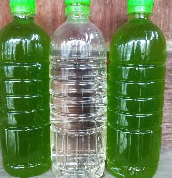 グリーンウオーター(種水、青水)1000ml & 魚のエサ 400ml ゾウリムシ メダカ ミジンコ 金魚 PSB らんちゅう