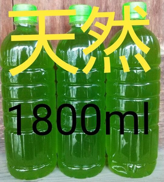 安心安全な天然 グリーンウォーター(青水、種水) 1800ml。ペットボトル発送。金魚・ メダカ ゾウリムシ ミジンコ めだか。