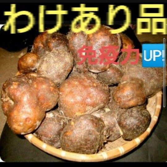 ★夏バテに★夏限定応援価格!!丹波産山の芋わけあり1キロ(山芋) つくね芋