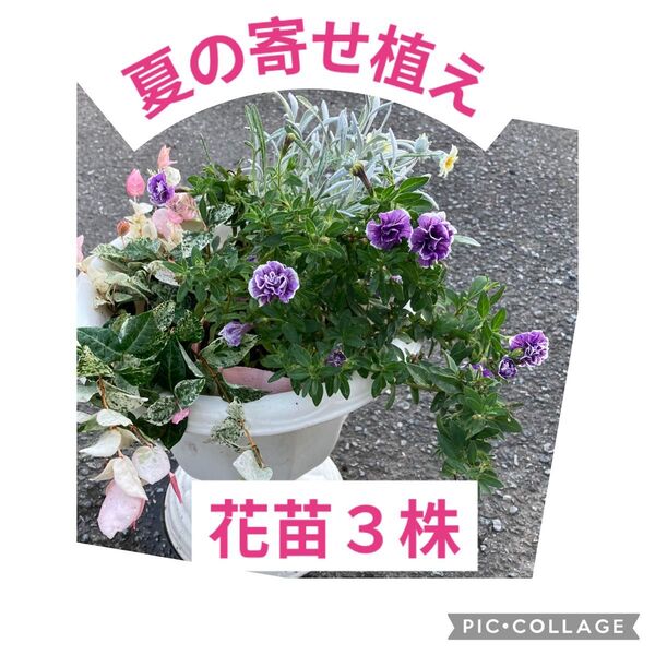 夏の寄せ植え花苗ポット苗3株お盆にこんもりとお花が咲きます!植木鉢は付きません!!