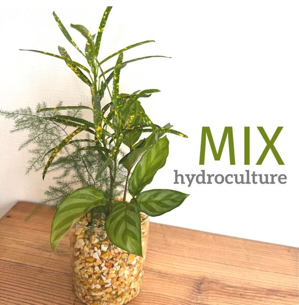 【MIX】観葉植物 ハイドロカルチャー ゼオライト インテリア グリーン 水耕栽培 カラテア アスパラ クロトン