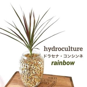 【XL】ドラセナ レインボー コンシンネ ユッカ 観葉植物 ハイドロカルチャー ロストラータ ユッカロストラータ ロックガーデン