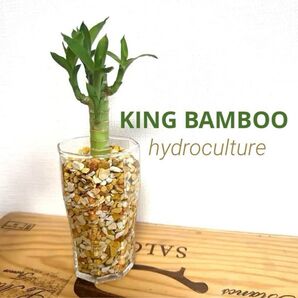 キングバンブー ハイドロカルチャー 観葉植物 ゼオライト 水耕栽培 防虫効果 ミリオンバンブー ドラセナ