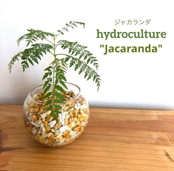 【M】ジャカランダ 観葉植物 ハイドロカルチャー ゼオライト 水耕栽培