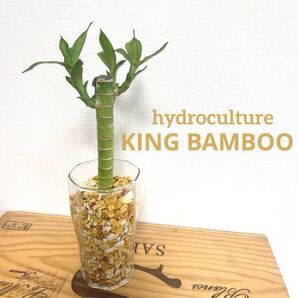 【S】ミリオンバンブー観葉植物 ハイドロカルチャー キングバンブー 水耕栽培